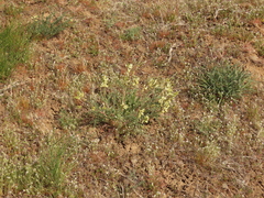 Astragalus curvicarpus