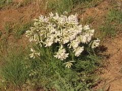 Astragalus conjunctus