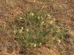 Astragalus curvicarpus