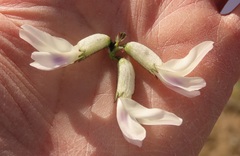 Astragalus conjunctus
