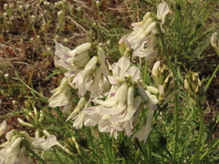 Astragalus conjunctus