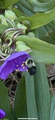Bombus impatiens