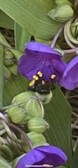 Bombus impatiens