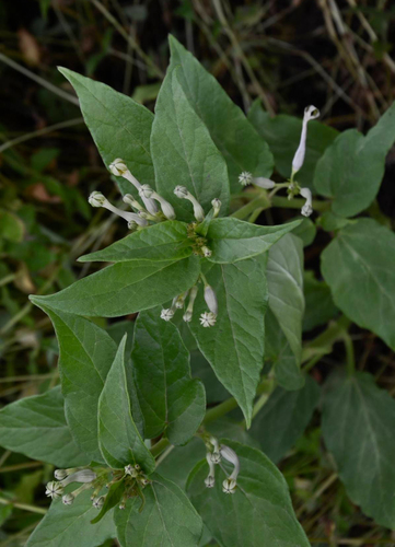 Ceropegia lawii