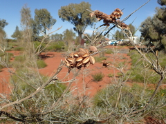 Grevillea eriostachya
