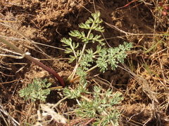 Lomatium canbyi
