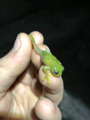 Rulyrana flavopunctata