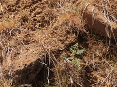 Lomatium canbyi