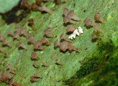 Baeomyces heteromorphus image