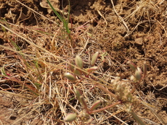 Lomatium canbyi