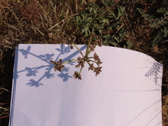 Lomatium canbyi
