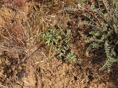 Lomatium canbyi
