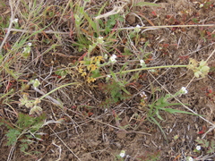Lomatium gormanii