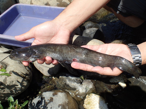 Amur Catfish