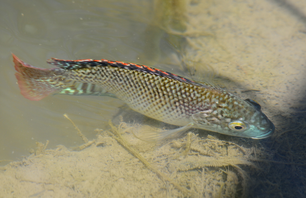 Blue Tilapia (Freshwater fish of Florida) · iNaturalist