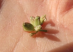 Lomatium gormanii