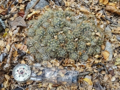 Mammillaria prolifera