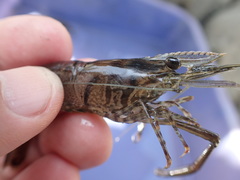 Macrobrachium formosense