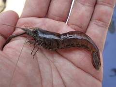 Macrobrachium formosense