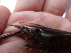 Macrobrachium formosense