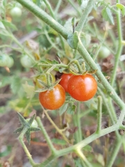 Solanum lycopersicum cerasiforme
