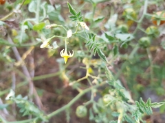 Solanum lycopersicum cerasiforme