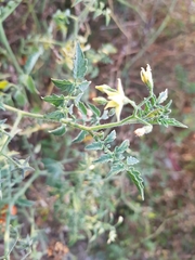 Solanum lycopersicum cerasiforme