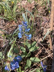 Corydalis fumariifolia azurea