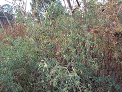 Solanum lycopersicum cerasiforme