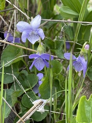 Viola howellii