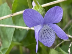 Viola howellii