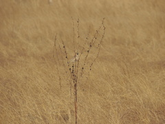 Emberiza yessoensis