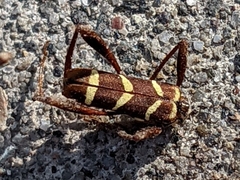 Neoclytus acuminatus hesperus