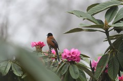 Heterophasia capistrata