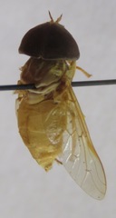 Chlorotabanus inanis