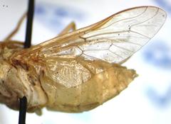 Chlorotabanus inanis