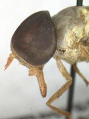 Chlorotabanus inanis