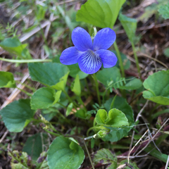 Viola howellii