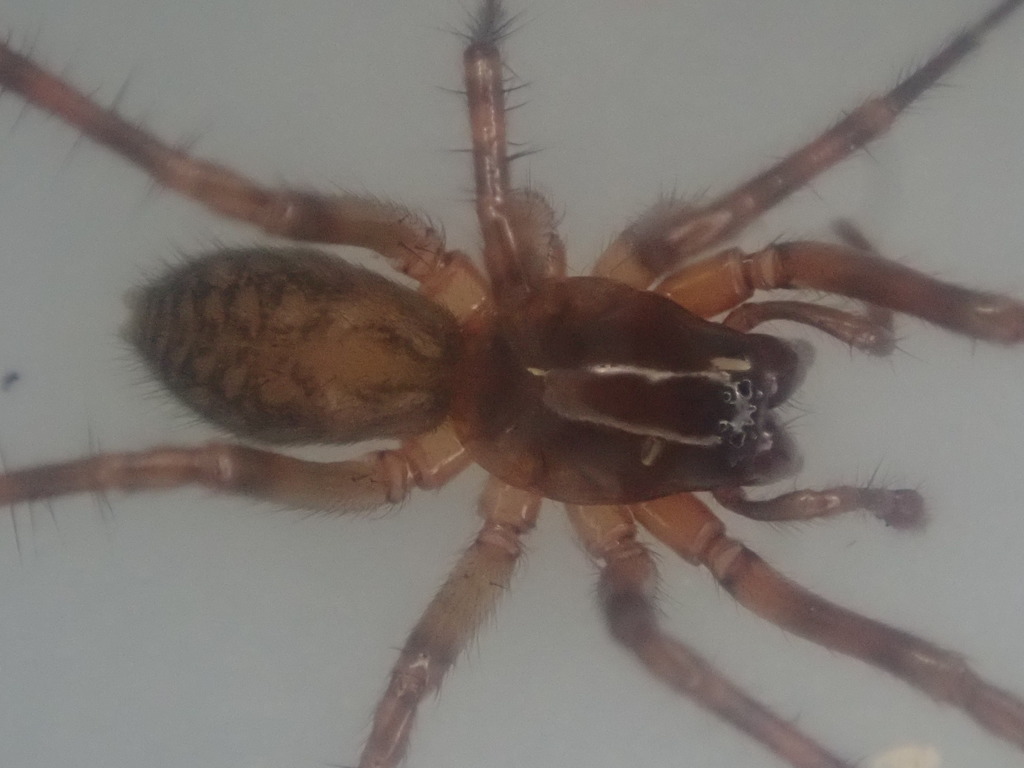 Mamoea grandiosa