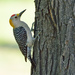 Melanerpes aurifrons - Photo (c) Ad Konings,  זכויות יוצרים חלקיות (CC BY-NC), הועלה על ידי Ad Konings