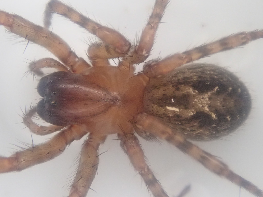Neoramia charybdis
