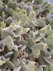 Opuntia microdasys