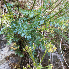 Lomatium hallii