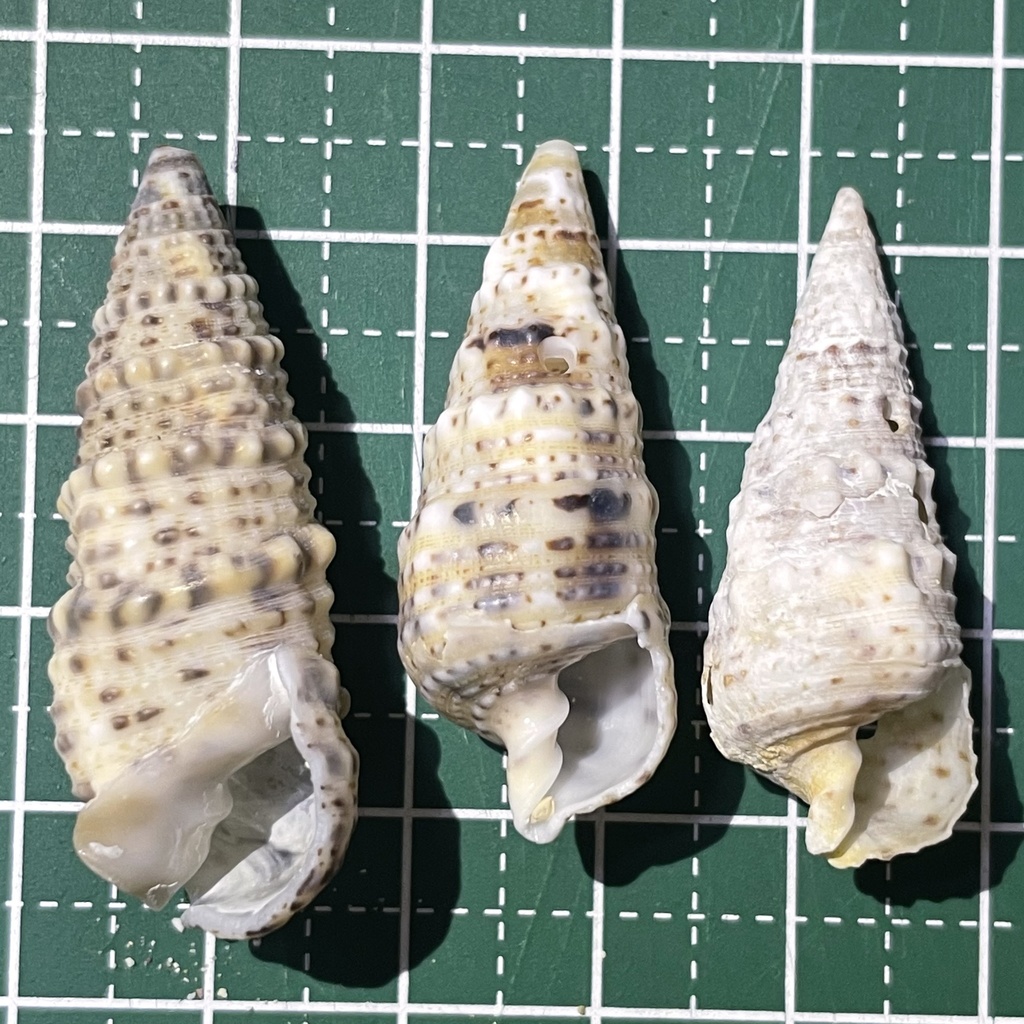knobbled horn shell