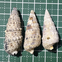 Rhinoclavis sinensis