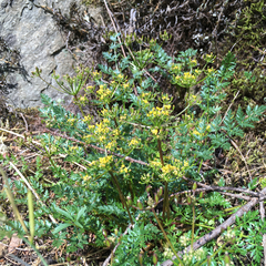 Lomatium hallii