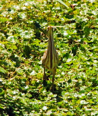 Ixobrychus involucris