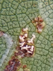Phloeospora ulmi