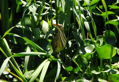 Ixobrychus involucris