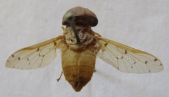 Chlorotabanus mexicanus